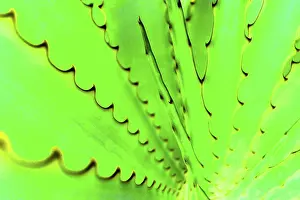 Colorful Vegetation Prints: Agave
