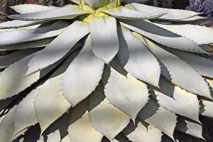 Agave Plant Prints: Agave