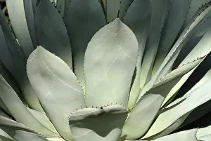 Agave Plant Prints: Agave (Agave)