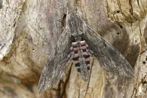 Images Dated 8th September 2024: Convolvulus Hawk-moth Print