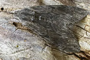 Images Dated 8th September 2024: Agrius convolvuli Print