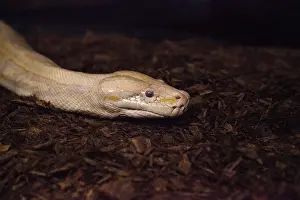 Southeast Asia Reptiles Prints: Albino Burmese python snake Python bivittatus is considered an invasive species in southern Florida