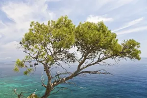 Coniferous Tree Prints: Aleppo pine (Pinus halepensis)
