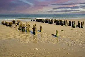 Coastal Protection Germany Prints: Algae-covered groynes in the evening at low tide