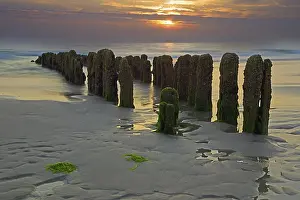 Long Exposure Coastal Photography Prints: Algae-covered groynes at sunset on the beach of Rantum