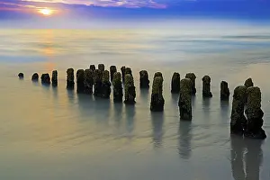 Long Exposure Coastal Scene Prints: Algae-covered groynes at sunset on the beach of Rantum
