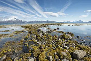Northern Europe Lake Scenery Prints: Algae-covered stones in the lake, Lodingen, Norway