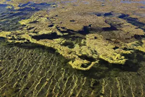 Canary Islands Travel Destination Prints: Algae in the crystallisation pool