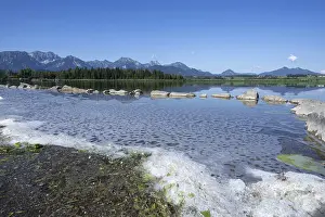 Mountainous Lake Landscape Prints: Algae foam on the shore, Hopfensee