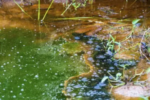 River Bank Vegetation Prints: Algae in a pond, eutrophication
