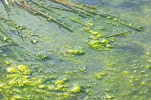 Lueneburg Heath Nature Park Prints: Algae, slime on the water surface