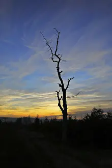 Central Europe Twilight Scene Prints: Allter gnarled tree in front of sunset