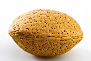 Indoor Studio Photography Prints: Almond nut