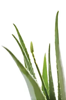 Natural Remedies Prints: Aloe vera