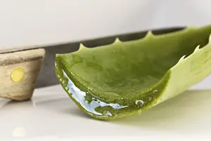 Natural Healing Remedies Prints: Aloe vera