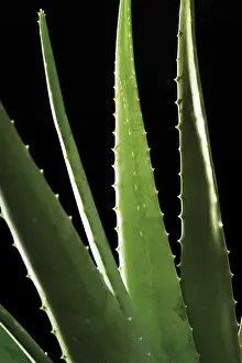 Complementary Health Care Prints: Aloe Vera
