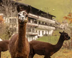 Alpaca Prints: Two Alpacas in Austrian Countryside Autumn Print