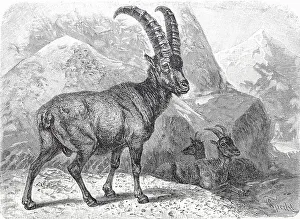 Historic Wildlife Depiction Prints: Alpensteinbock, oder Gemeiner Steinbock