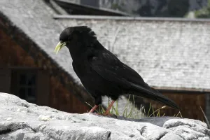 Passerine Photography Prints: Alpine chough