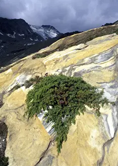 South Tyrol Nature Reserve Prints: Alpine Juniper (Juniperus communis var)