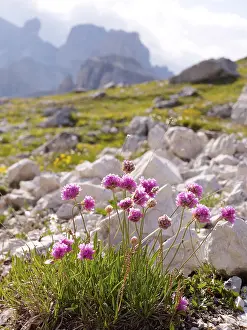 Sexten Dolomites Italy Prints: Alpine knapweed, centaury, centory