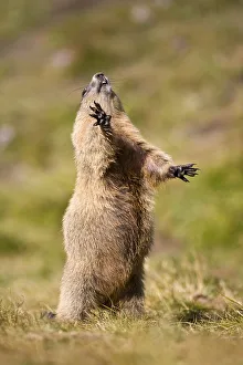 Alpine Marmot Print