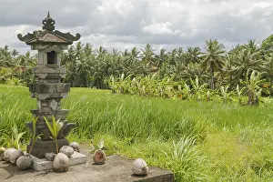 Indonesian Nature Photography Prints: Altar with coconuts on rice fields in countryside