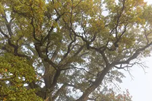 Old Oak Tree Prints: Alte Eiche, old oak