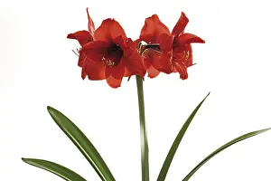 Red Blossom Prints: Amaryllis