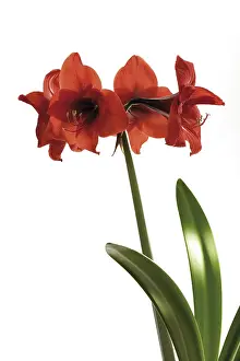 Houseplant Photography Prints: Amaryllis
