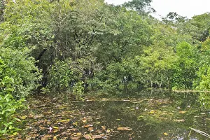 Brazil Wildlife Prints: Amazon Basin, Brazil