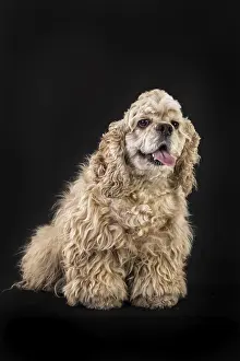 Cocker Spaniel Puppy Prints: American fluffy cocker spaniel on an isolated studio background