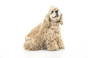 Purebred Dog Photography Prints: American fluffy cocker spaniel on an isolated studio background