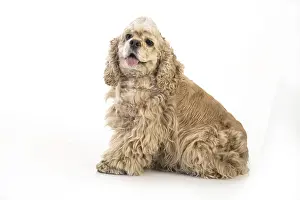 American Cocker Spaniel Prints: American fluffy cocker spaniel on an isolated studio background