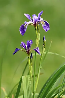 Central Europe Water Features Prints: American marsh iris (Iris versicolor)