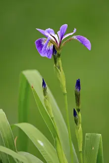 Iris Versicolor Prints: American marsh iris (Iris versicolor)