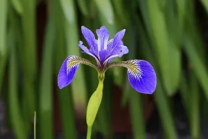 Central Europe Countryside Views Prints: American marsh iris (Iris versicolor)