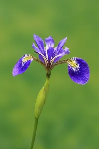 Prints of American marsh iris (Iris versicolor), flower, in bloom, at a pond, Ellerstadt, Germany Versicolor Prints: American Marsh Iris Print, Ellerstadt Pond