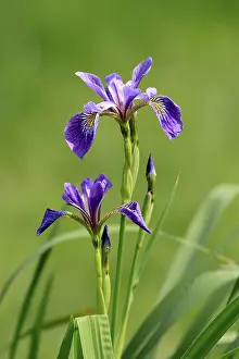 Prints of American marsh iris (Iris versicolor), flower, in bloom, at a pond, Ellerstadt, Germany Versicolor Prints: American Marsh Iris Print - Ellerstadt, Germany