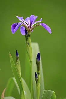 Prints of American marsh iris (Iris versicolor), flower, in bloom, at a pond, Ellerstadt, Germany Versicolor Prints: American Marsh Iris Print, Ellerstadt Pond, Germany