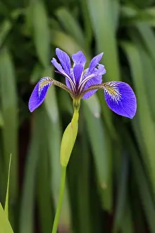 Prints of American marsh iris (Iris versicolor), flower, in bloom, at a pond, Ellerstadt, Germany Versicolor Prints: American Marsh Iris Print, Ellerstadt Pond Scene