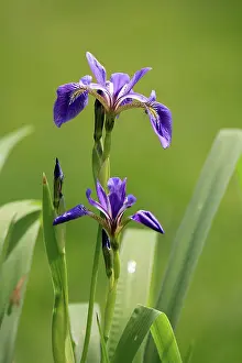 Rhineland Palatinate Nature Prints: American marsh iris (Iris versicolor)