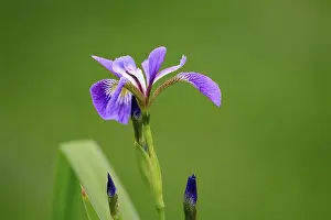 Prints of American marsh iris (Iris versicolor), flower, in bloom, at a pond, Ellerstadt, Germany Versicolor Prints: American Marsh Iris Print, Ellerstadt Pond