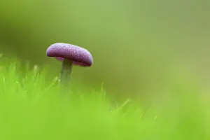 Ruhr District Nature Prints: Amethyst deceiver (Laccaria amethystea)