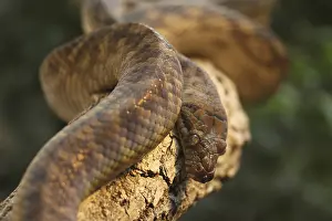 Wildlife Animal Pictures Prints: Amethyst python (Morelia amethistina) rolled on a branch