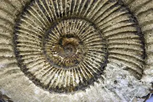 Ammonite Fossil Prints: Ammonite, ammonite