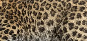 Wildlife Photography Macro Shot Prints: Amur leopard fur creating a natural patterned texture for background or textile design