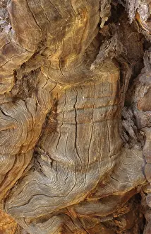 Close Up Tree Bark Prints: Detail of an Ana tree in Namibia