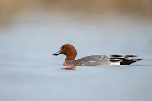 Male Duck Bird Prints: Anas Penelope, Mareca Penelope