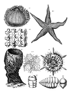 Related Prints: Print of Anatomy of Echinoderms, Various Echinoderms